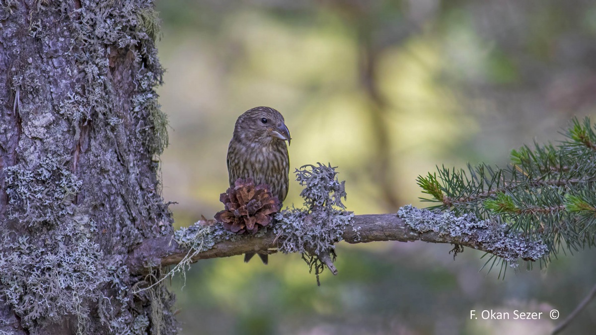 Red Crossbill