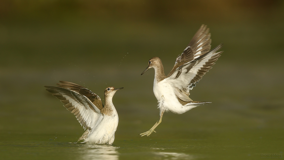 Common Sandpiper