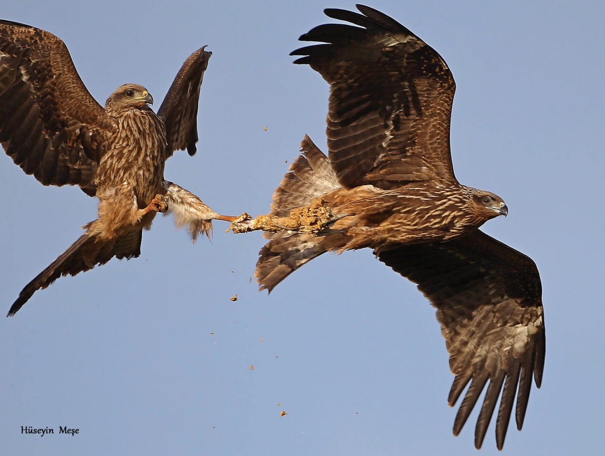 Black Kite