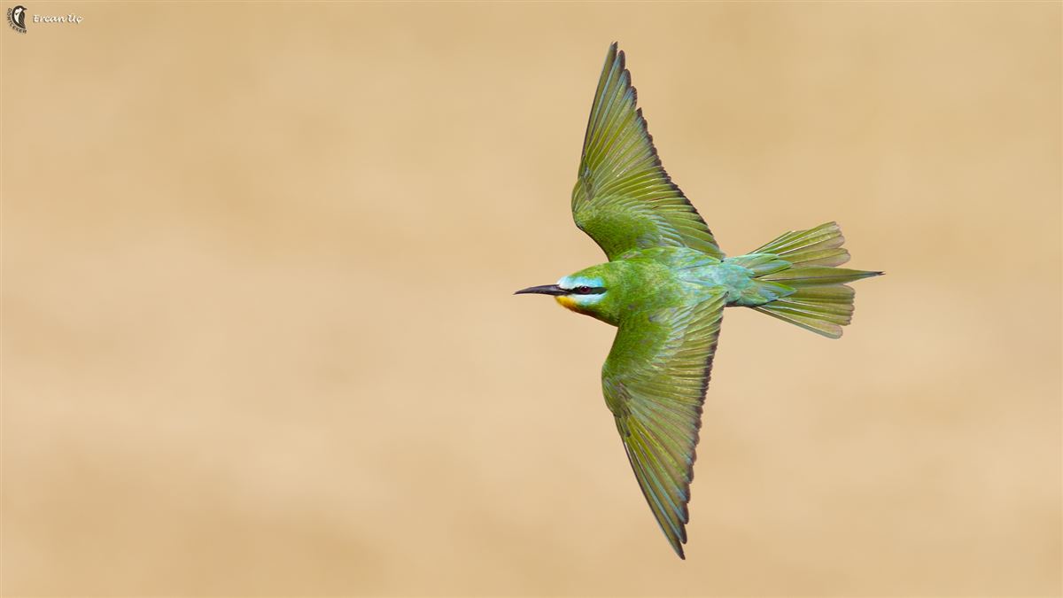 Blue-cheeked Bee-eater