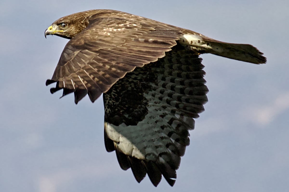 Common Buzzard
