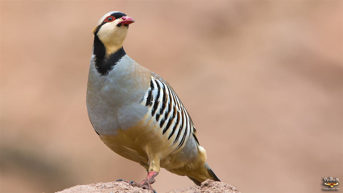Chukar Partridge