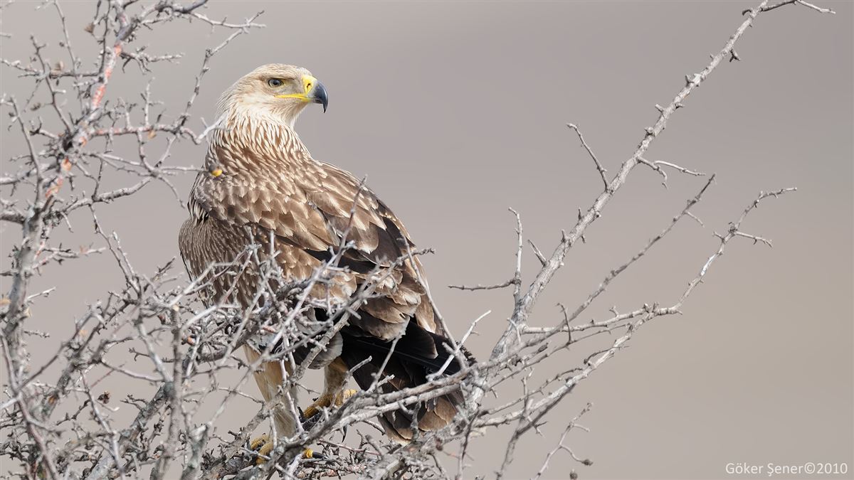 Eastern Imperial Eagle