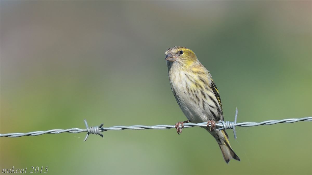 Eurasian Siskin