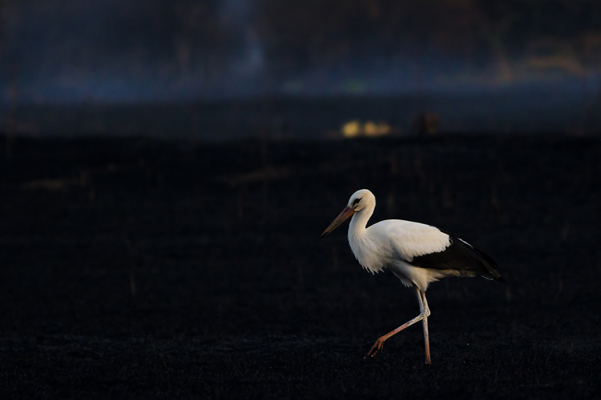 White Stork