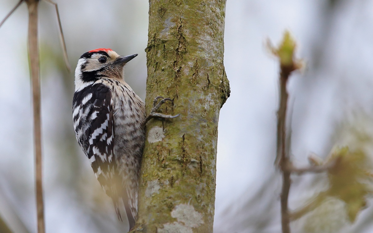 Lesser Spotted Woodpecker