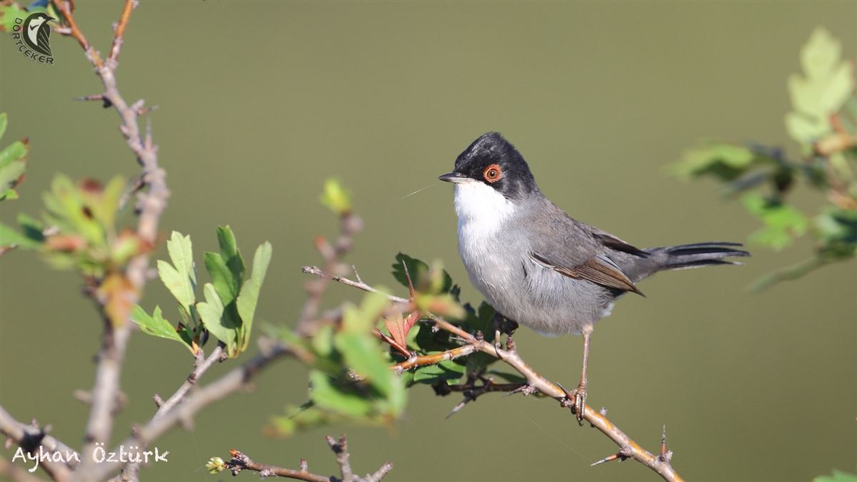 Sardinian Warbler