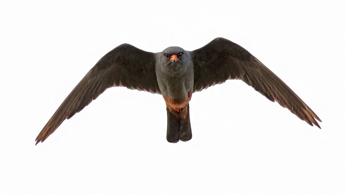Red-footed Falcon