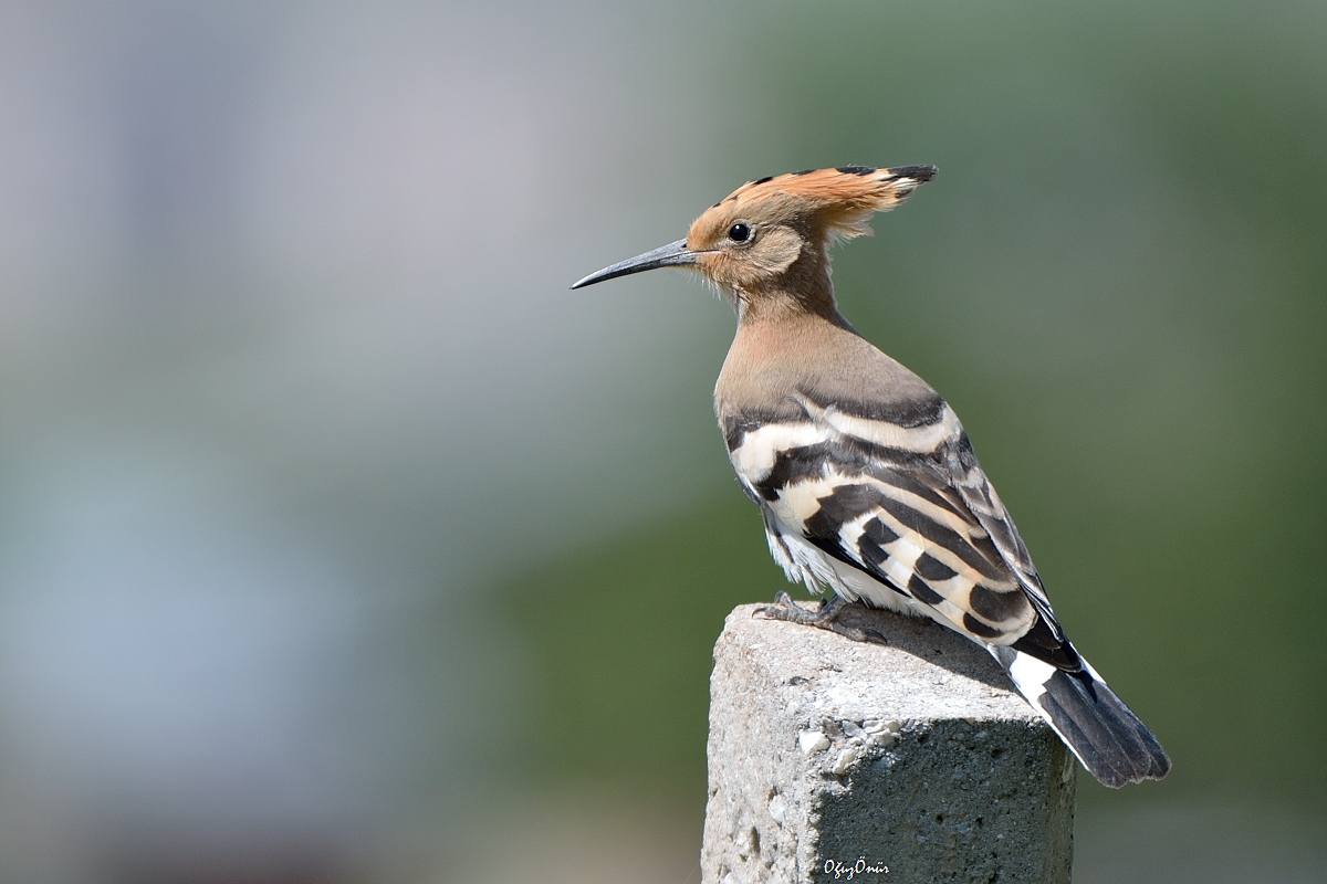Common Hoopoe
