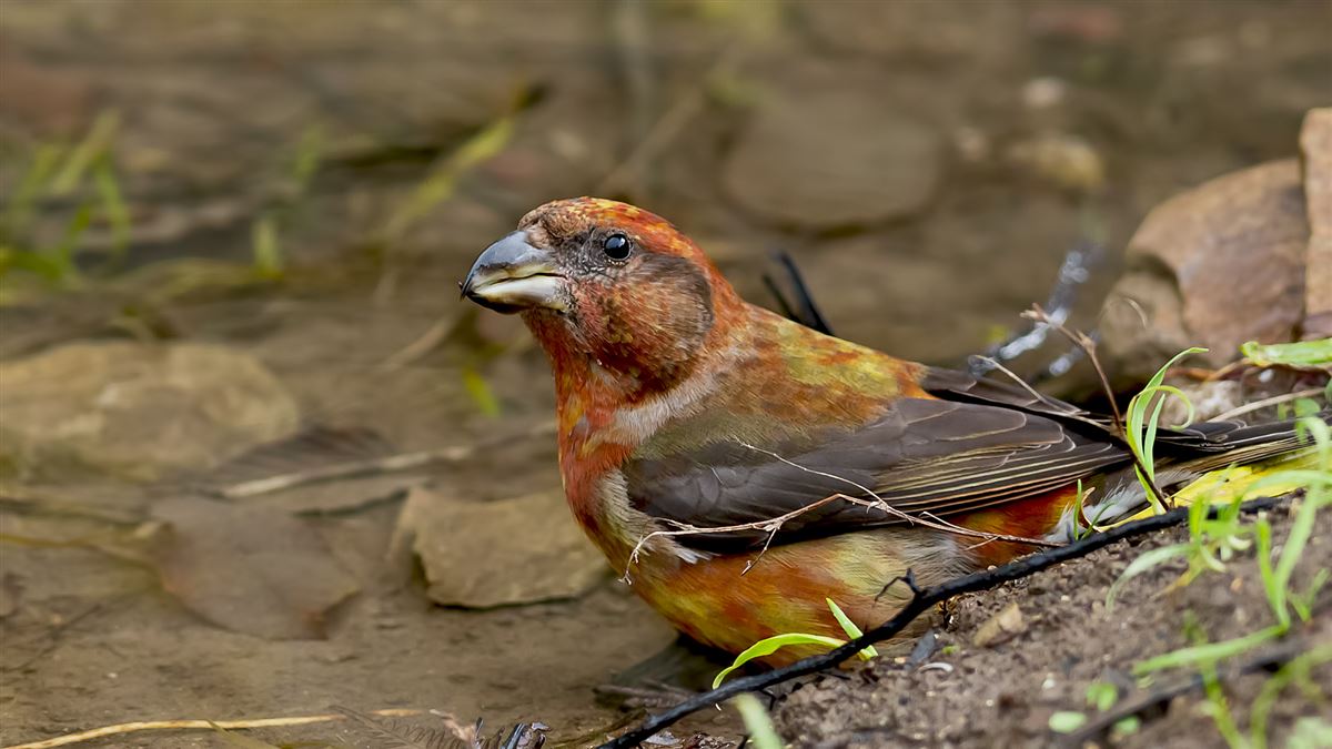 Red Crossbill