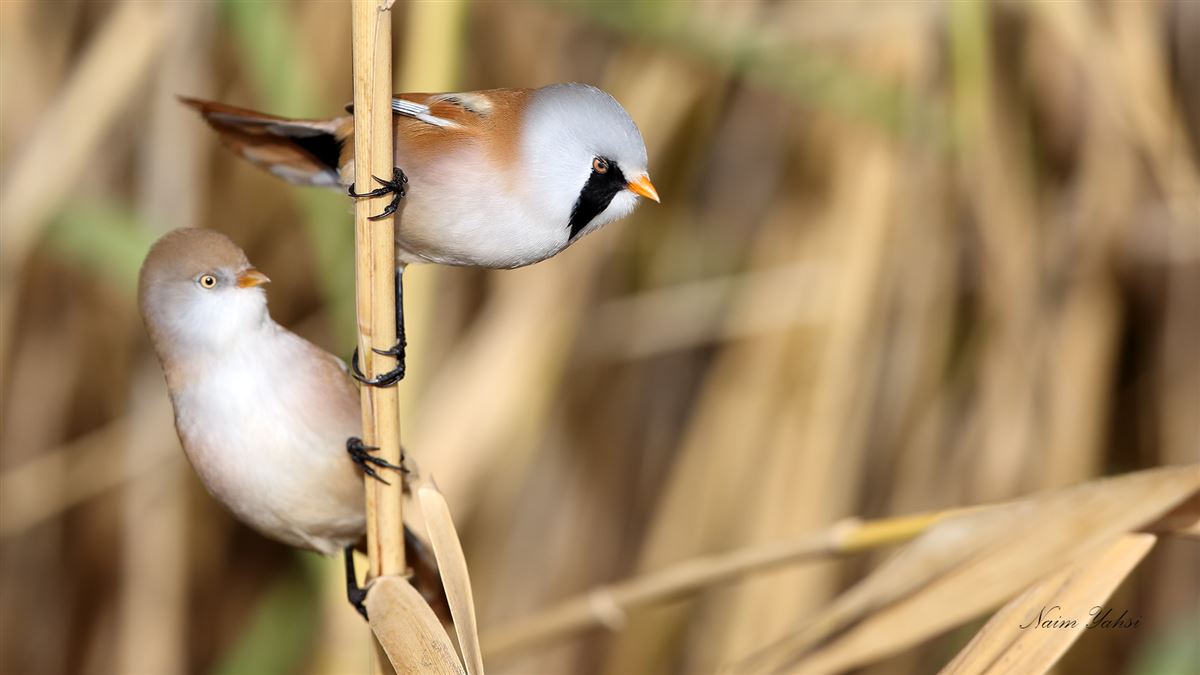 Bearded Reedling
