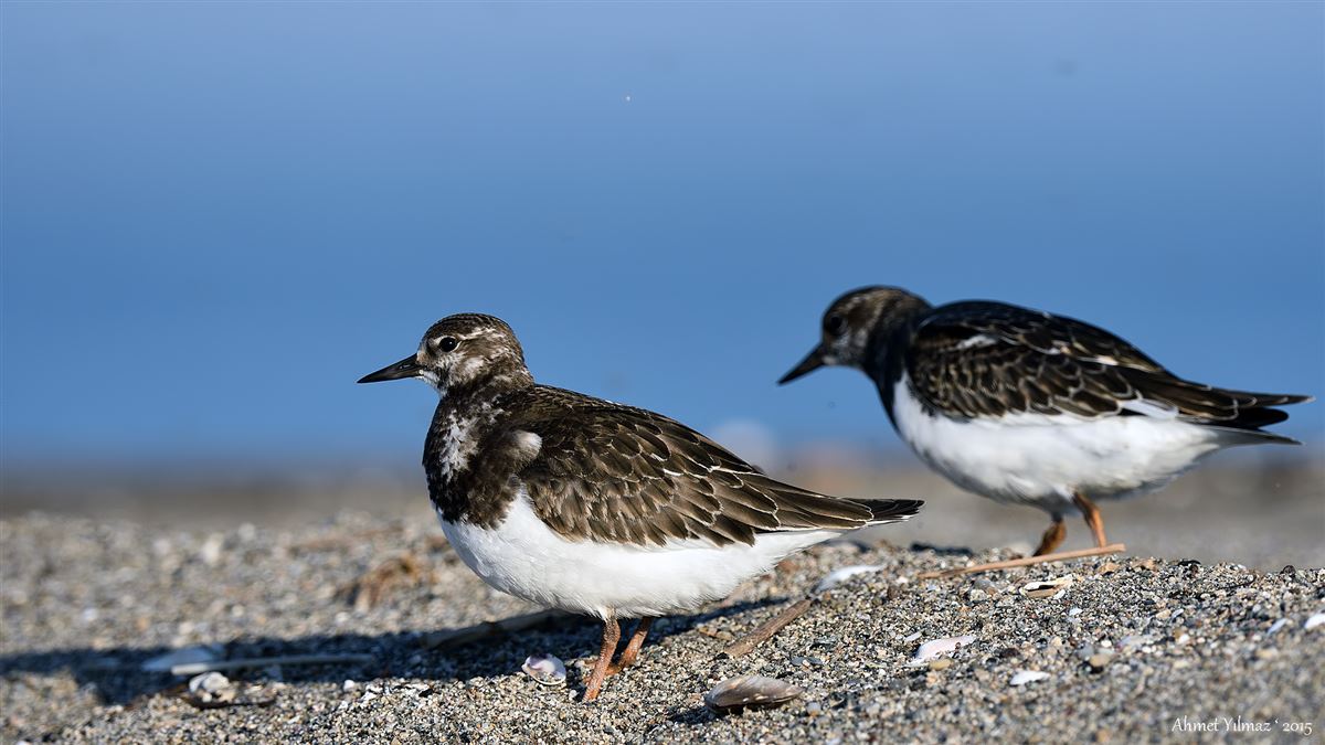 Ruddy Turnstone