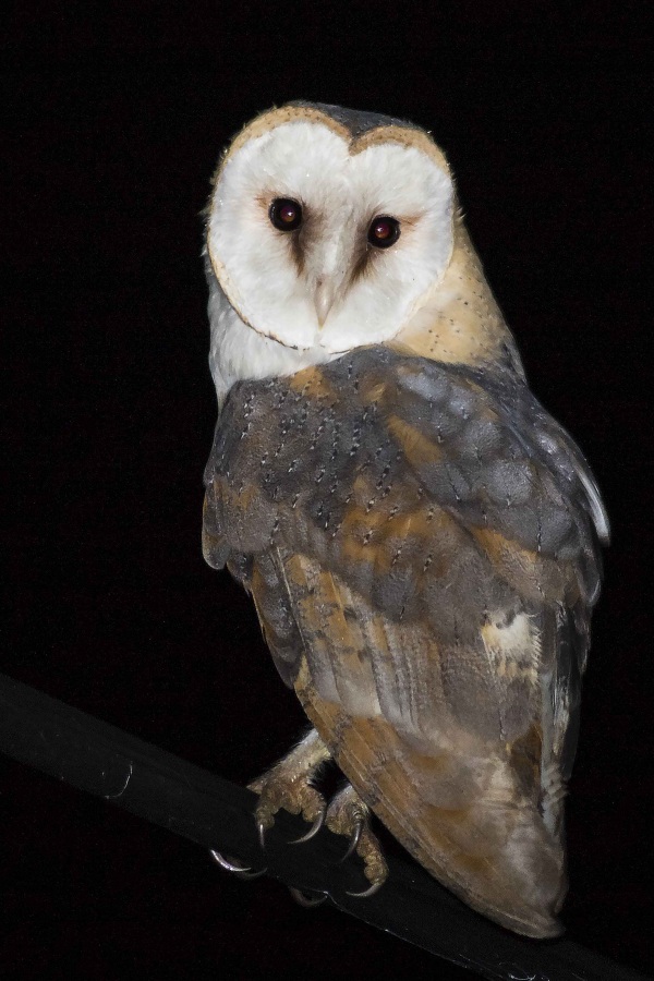 Western Barn Owl
