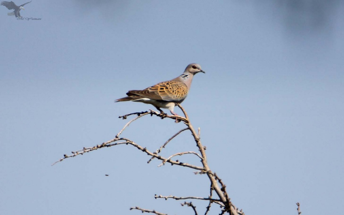 European Turtle Dove