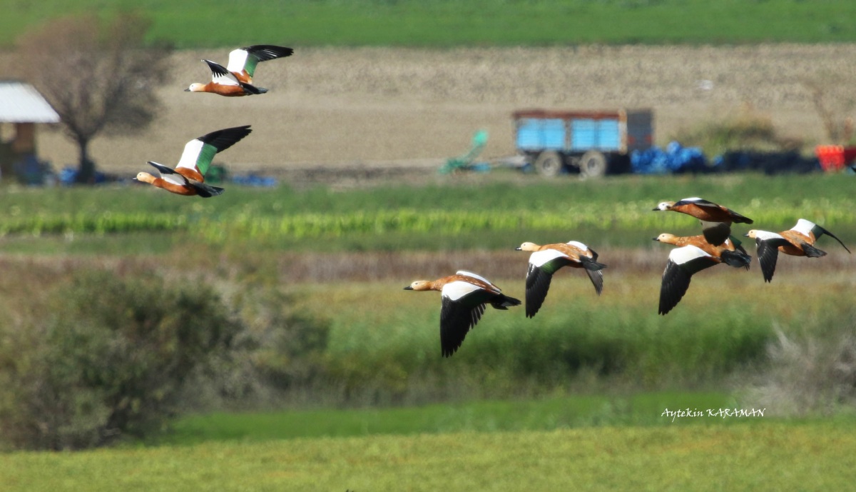Ruddy Shelduck