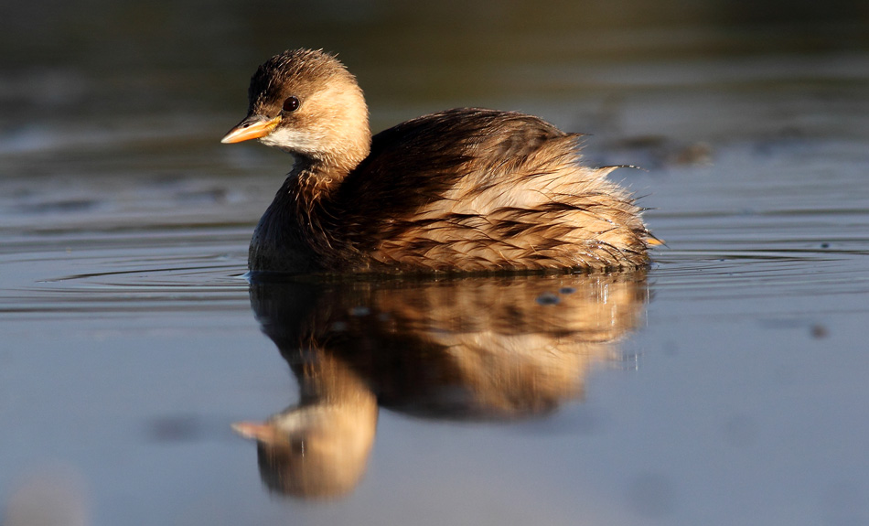 Little Grebe
