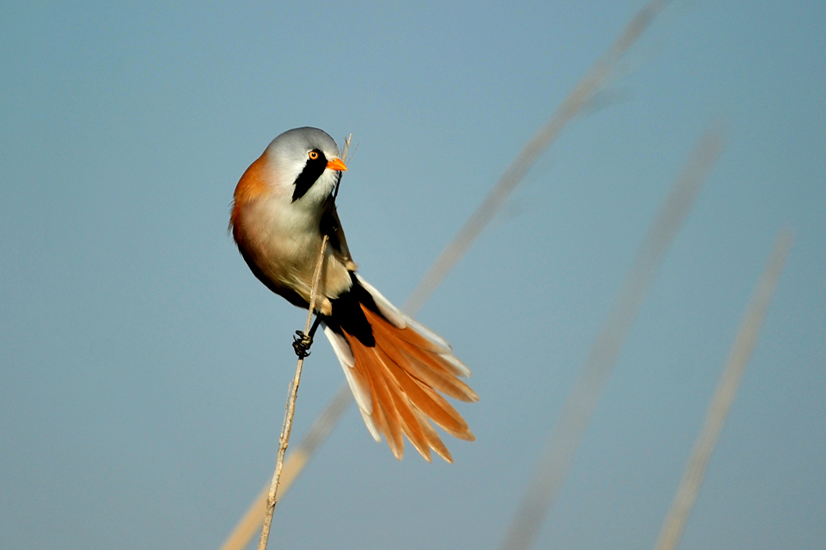 Bearded Reedling