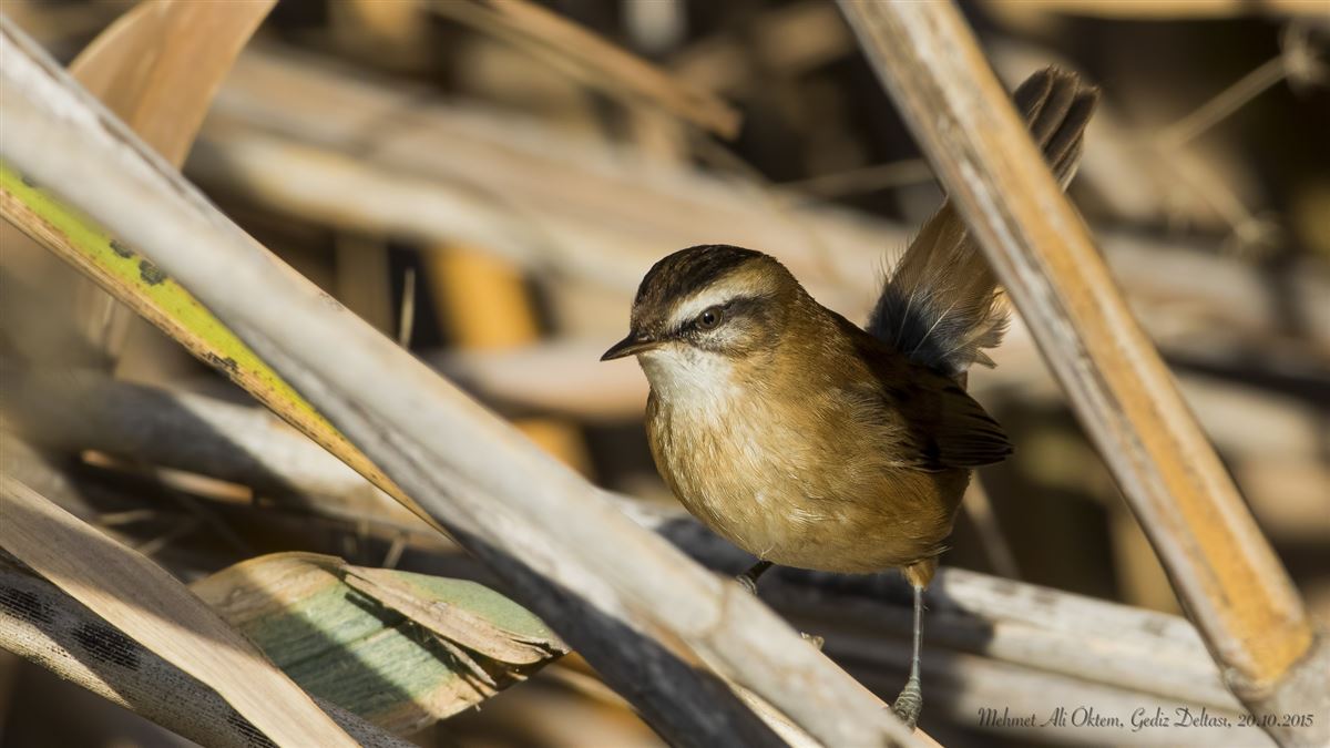 Moustached Warbler