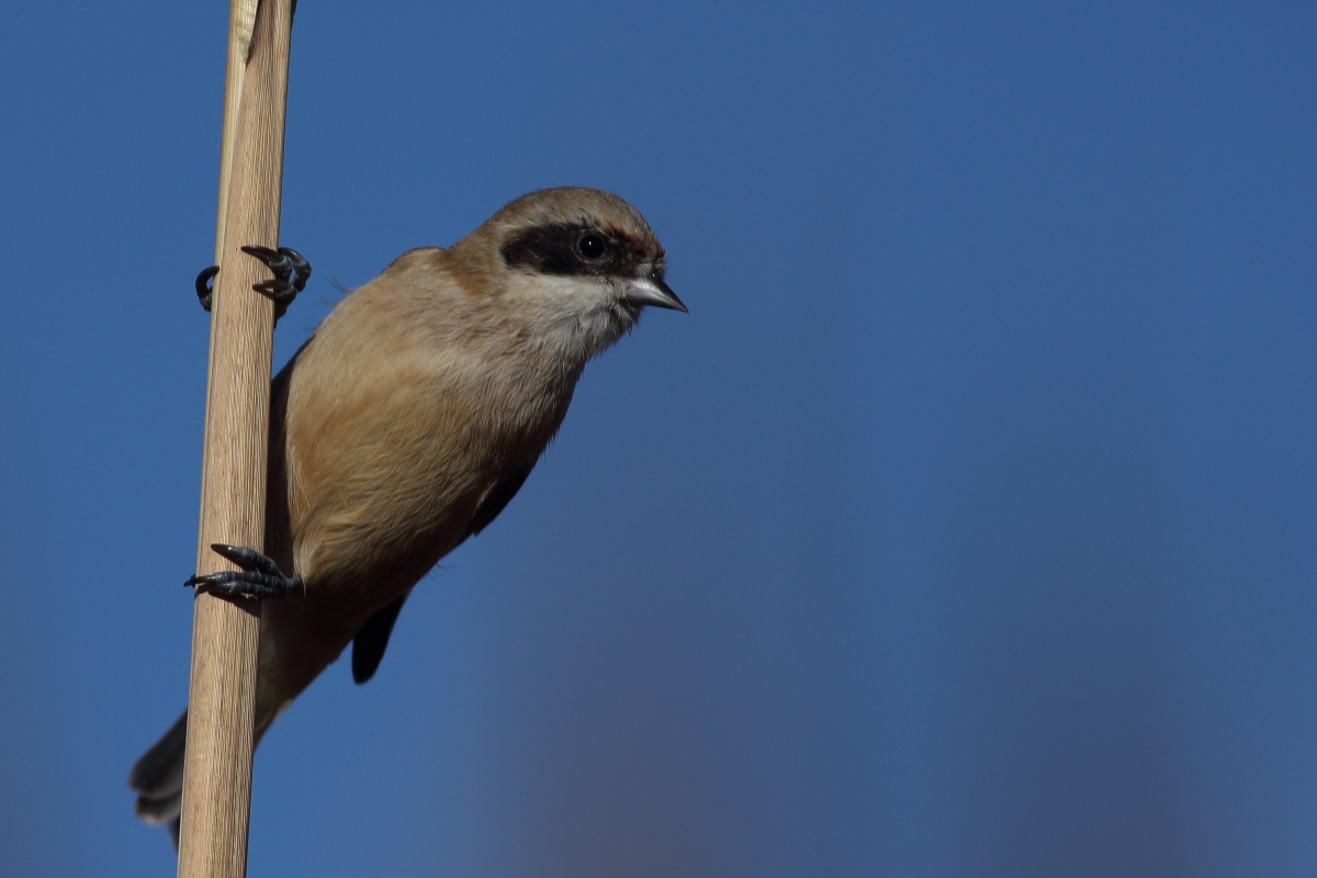 Eurasian Penduline Tit