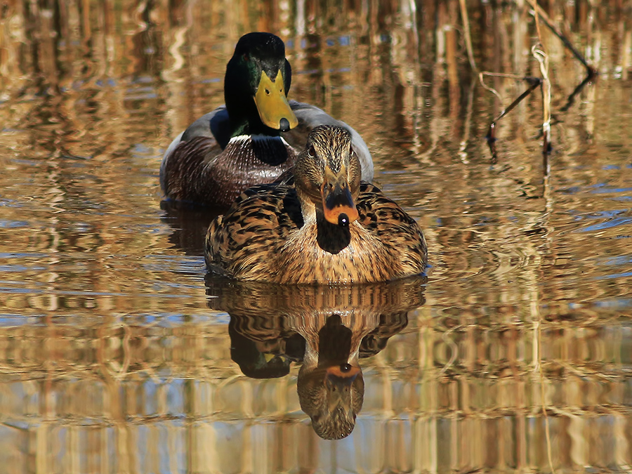 Mallard