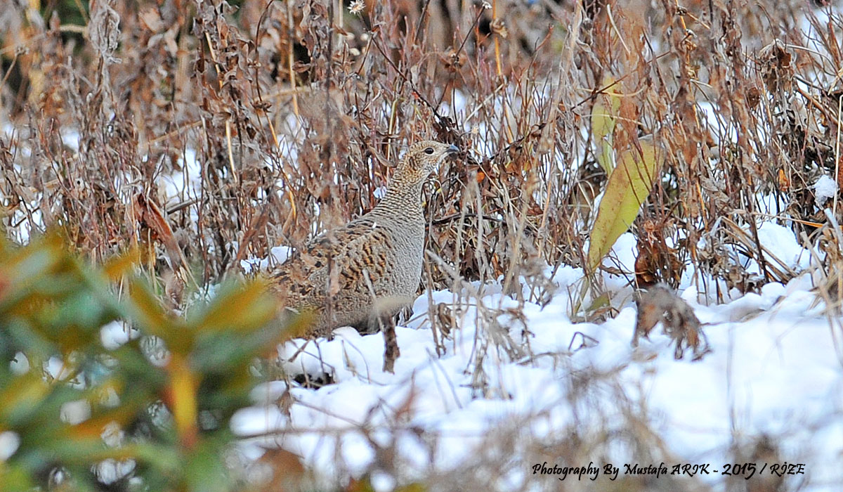 Caucasian Grouse