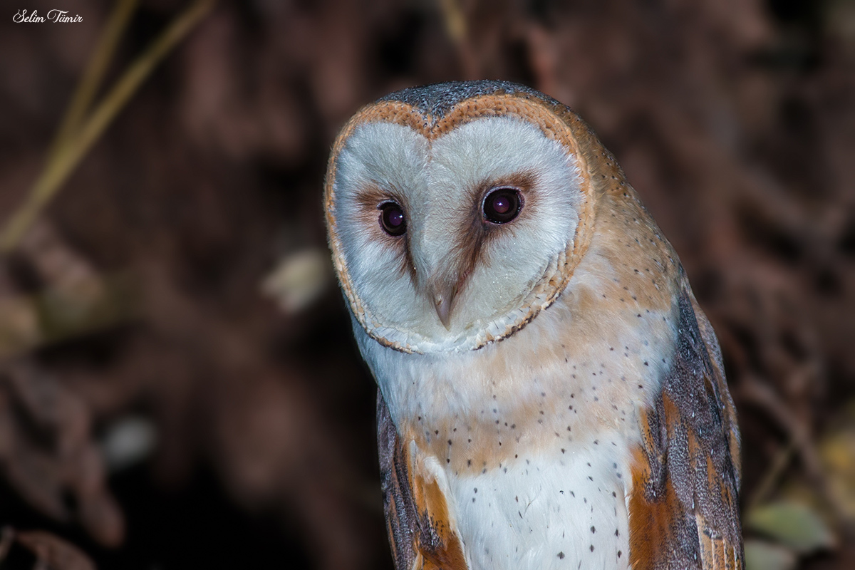 Western Barn Owl