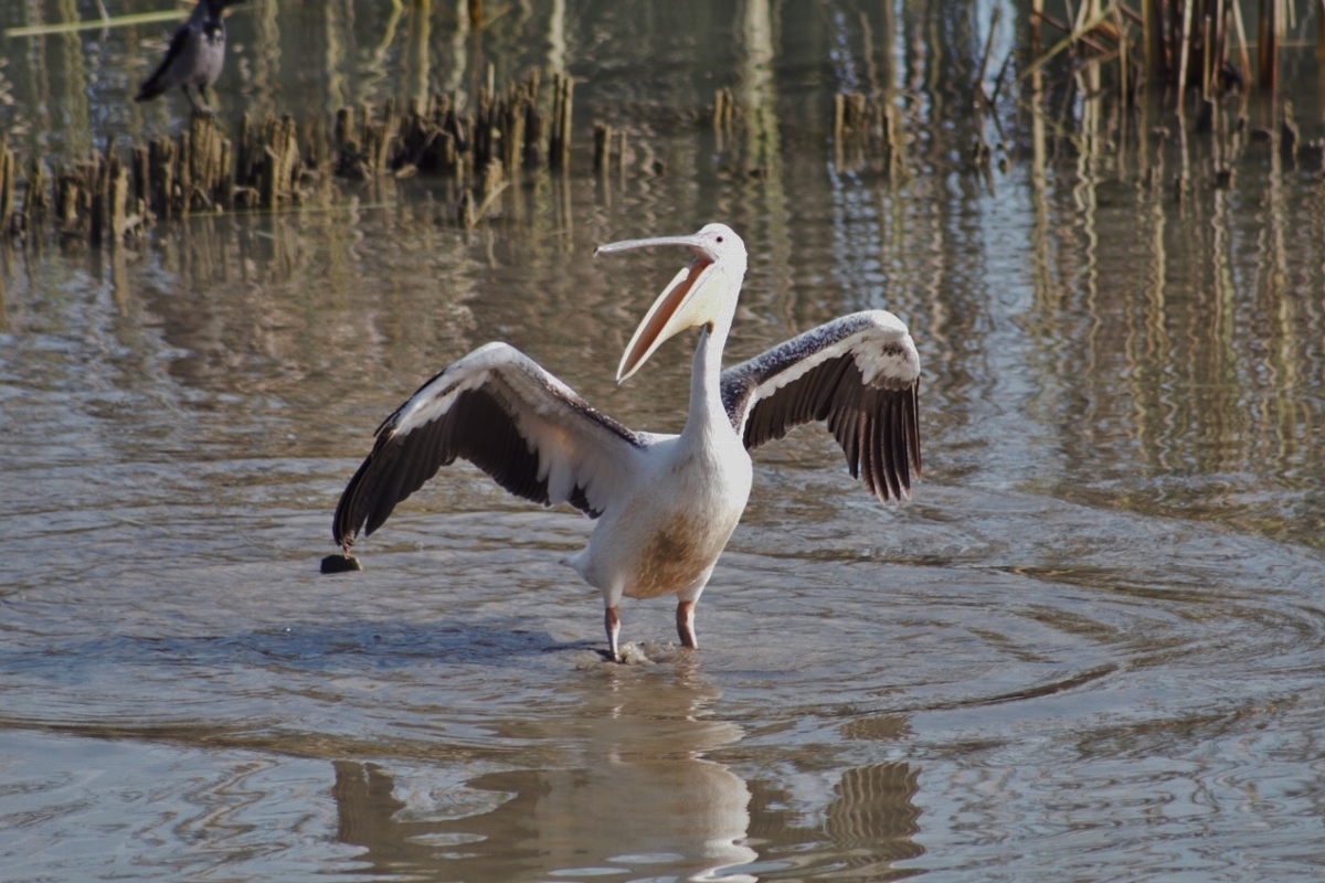 Great White Pelican
