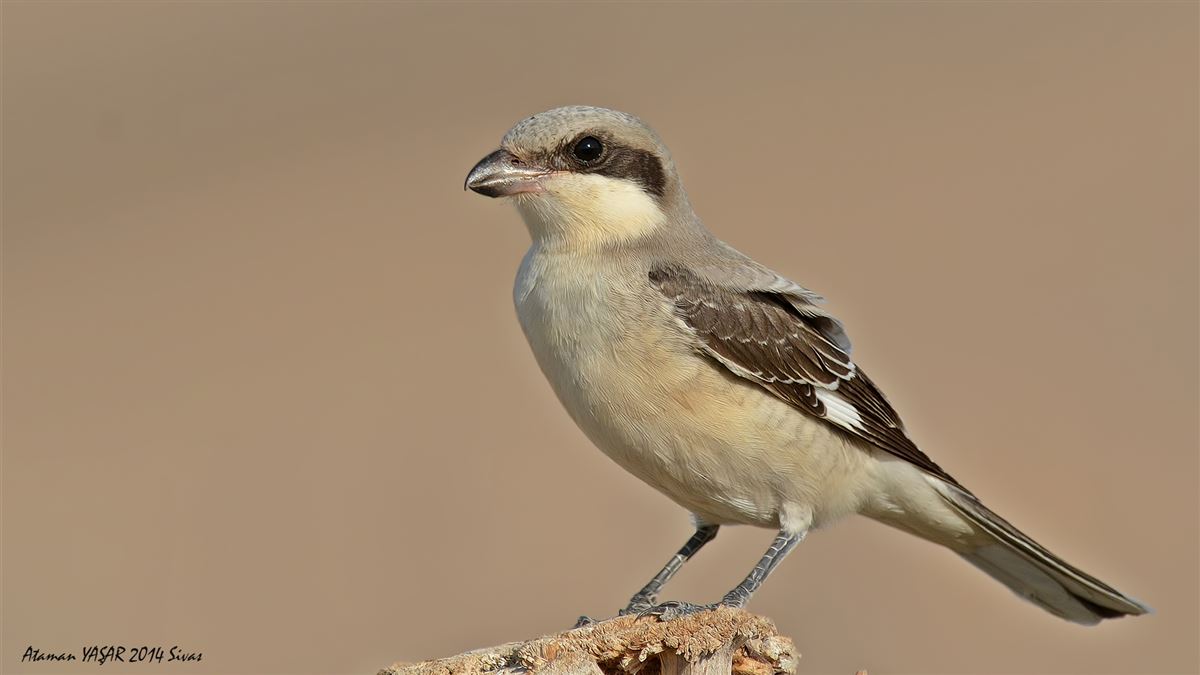 Lesser Grey Shrike