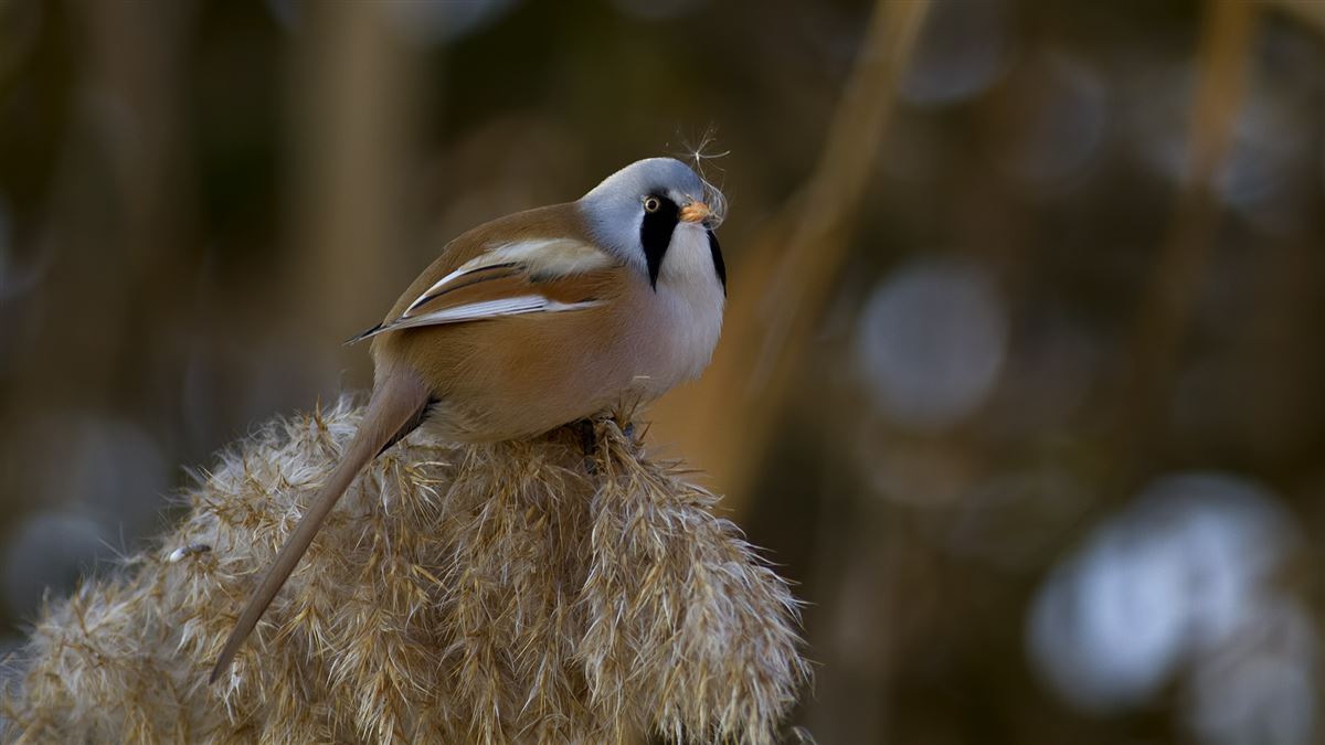 Bearded Reedling