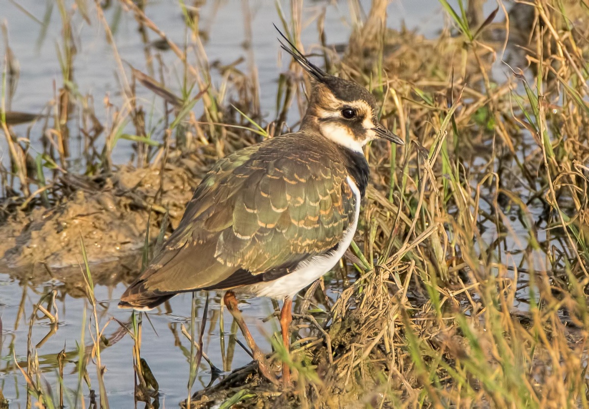 Northern Lapwing