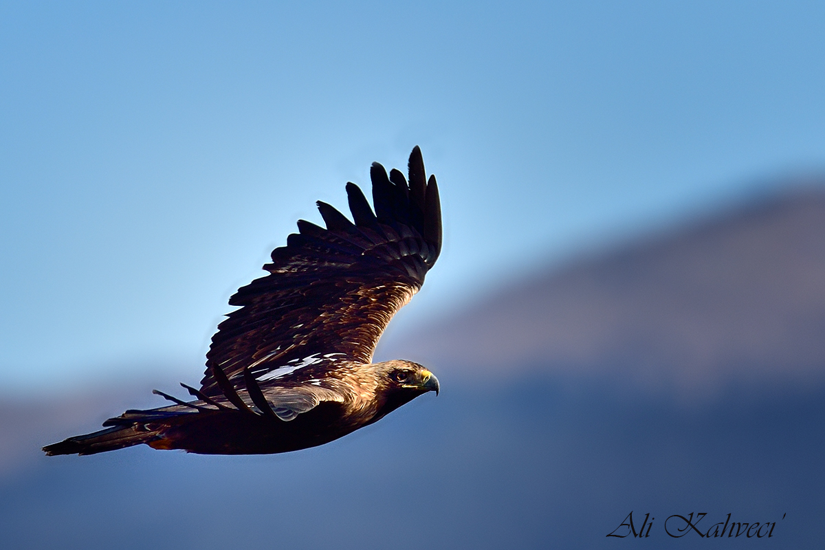 Eastern Imperial Eagle