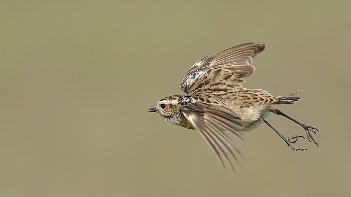 Whinchat