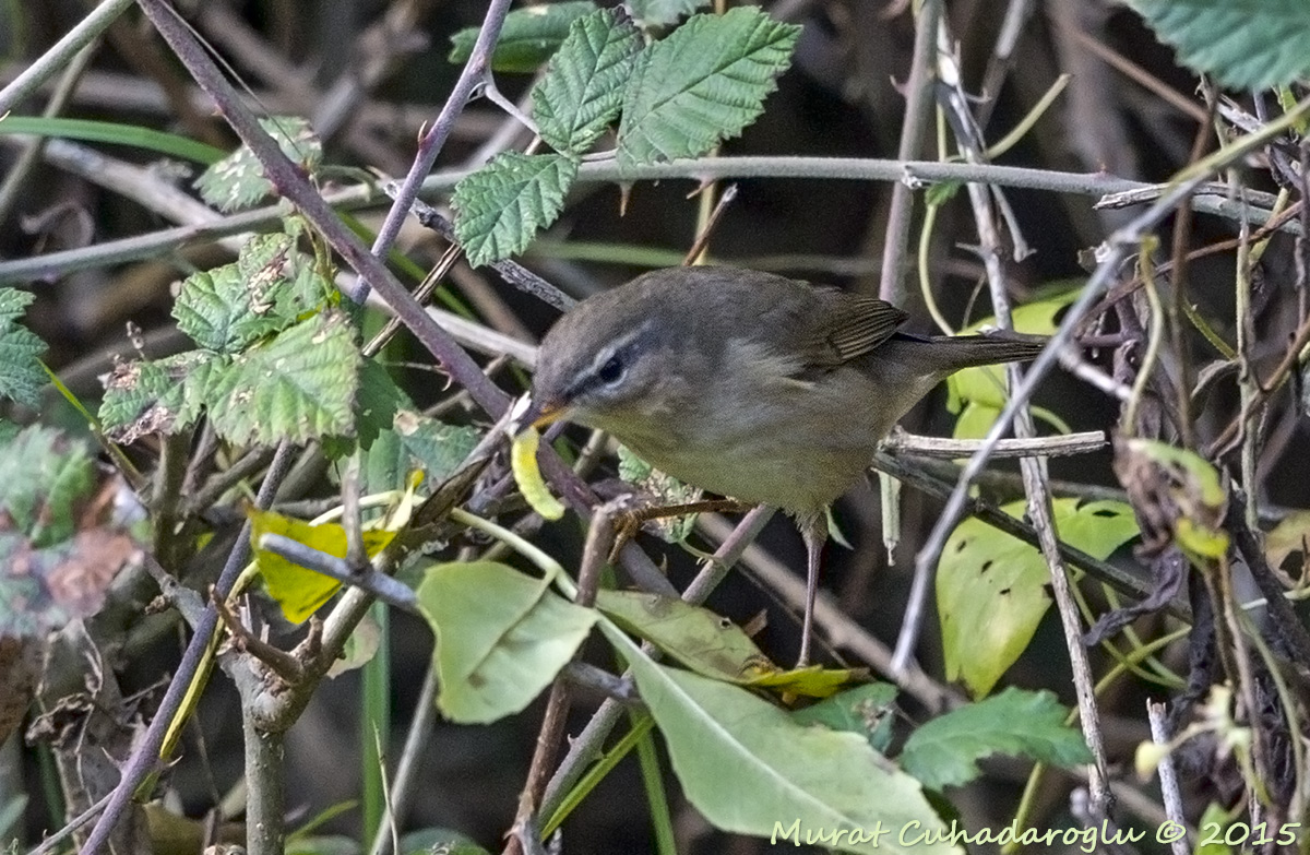 Dusky Warbler