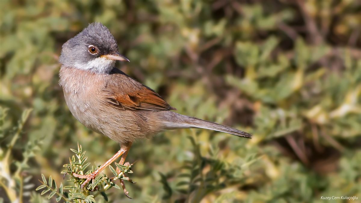 Spectacled Warbler