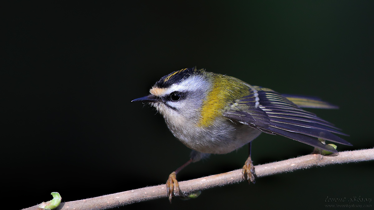 Common Firecrest