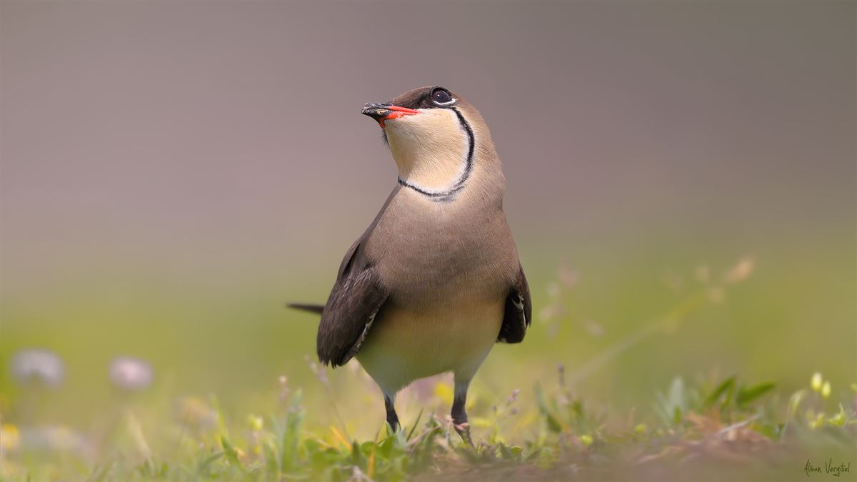Collared Pratincole