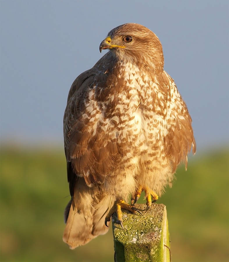 Common Buzzard