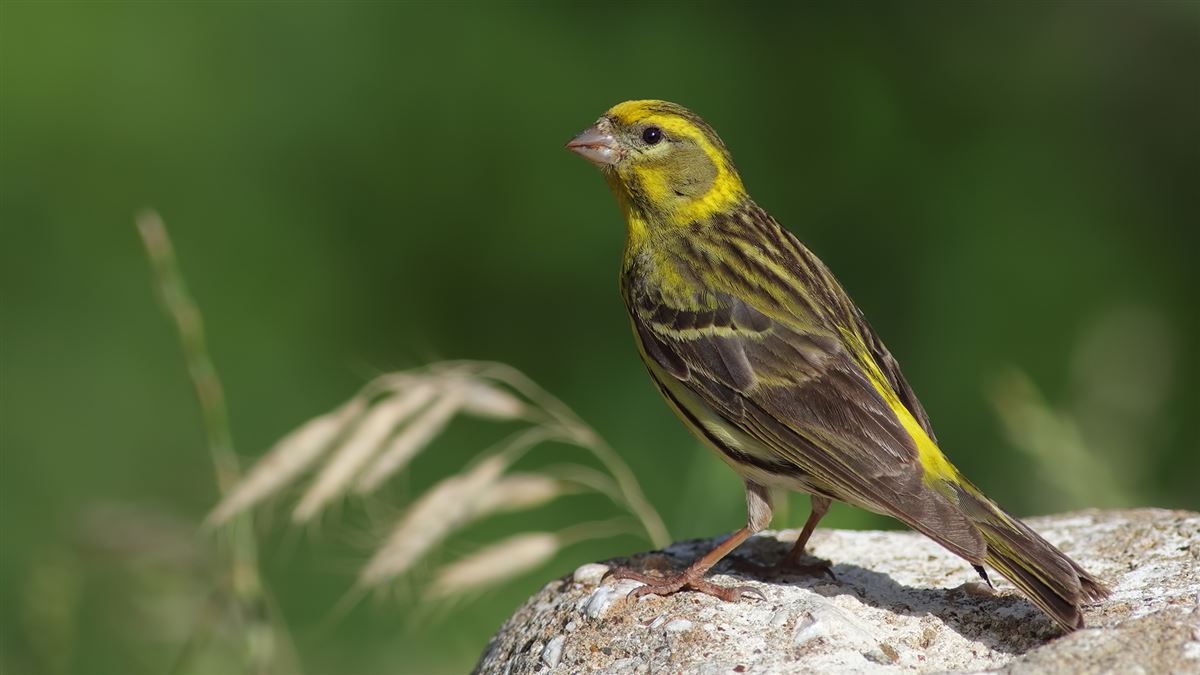 European Serin