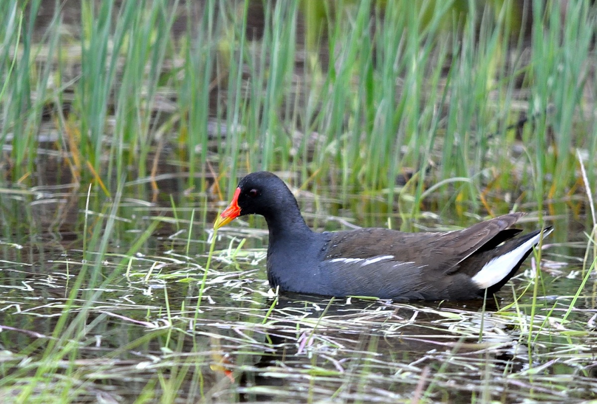 Common Moorhen