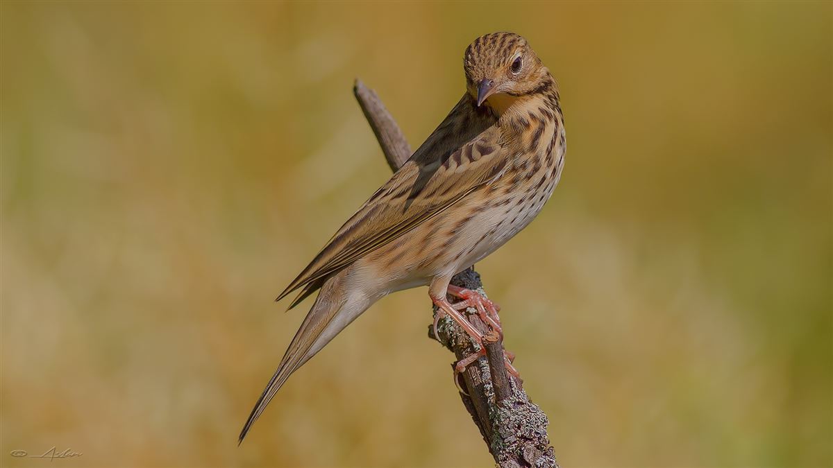 Tree Pipit