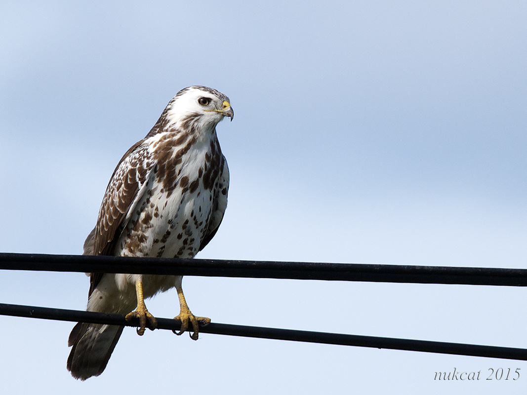 Common Buzzard
