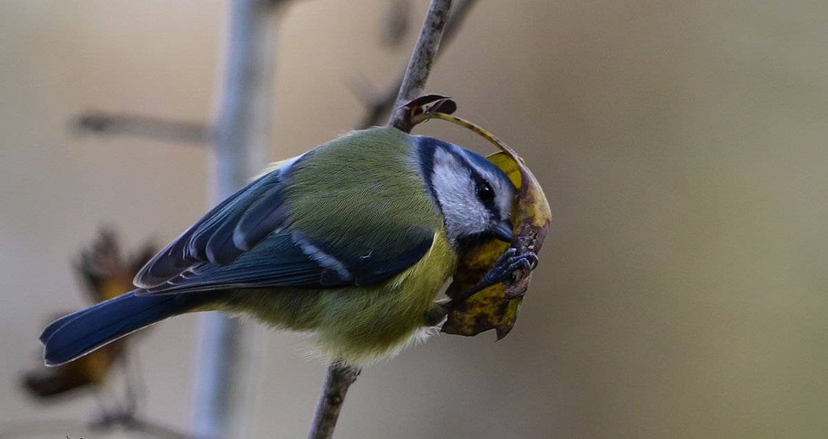 Eurasian Blue Tit