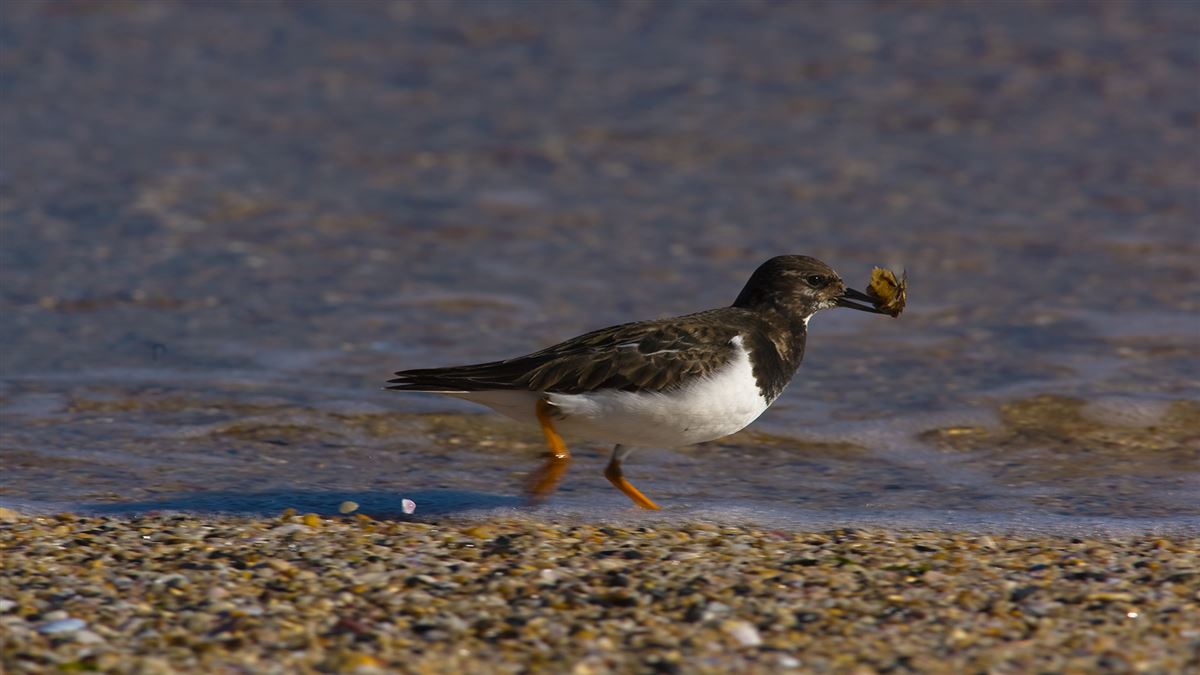 Ruddy Turnstone