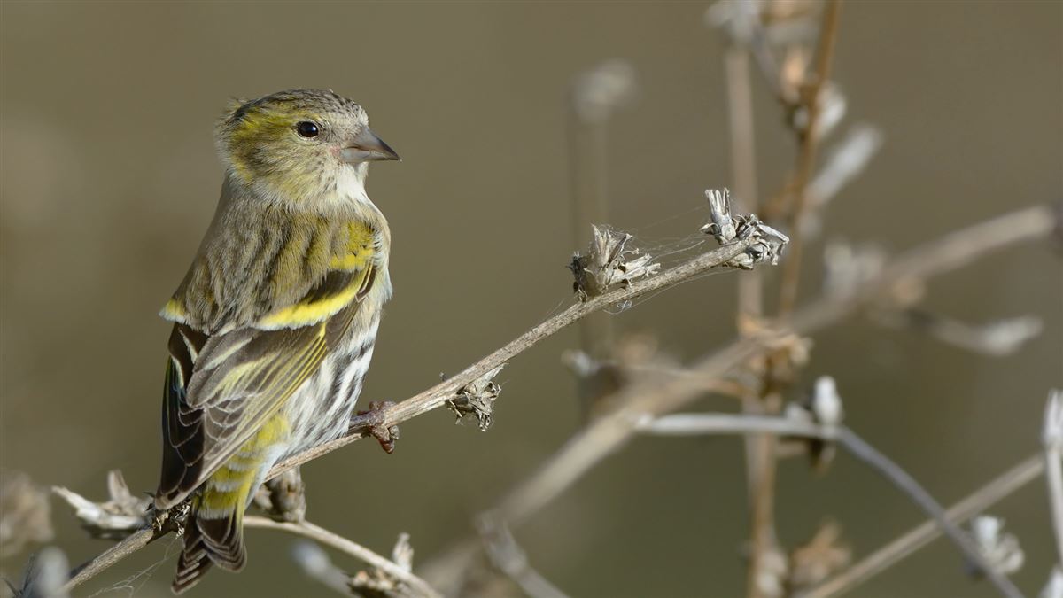 Eurasian Siskin