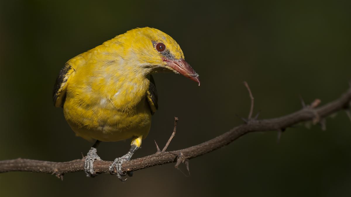 Eurasian Golden Oriole