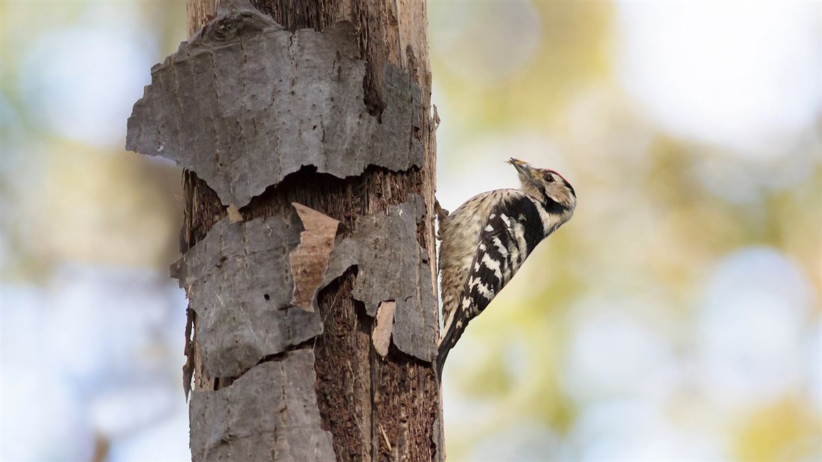 Lesser Spotted Woodpecker