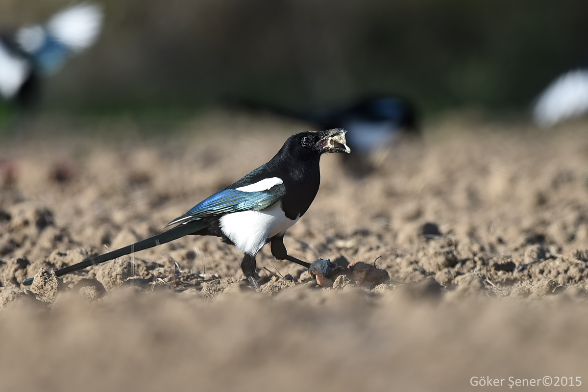 Eurasian Magpie