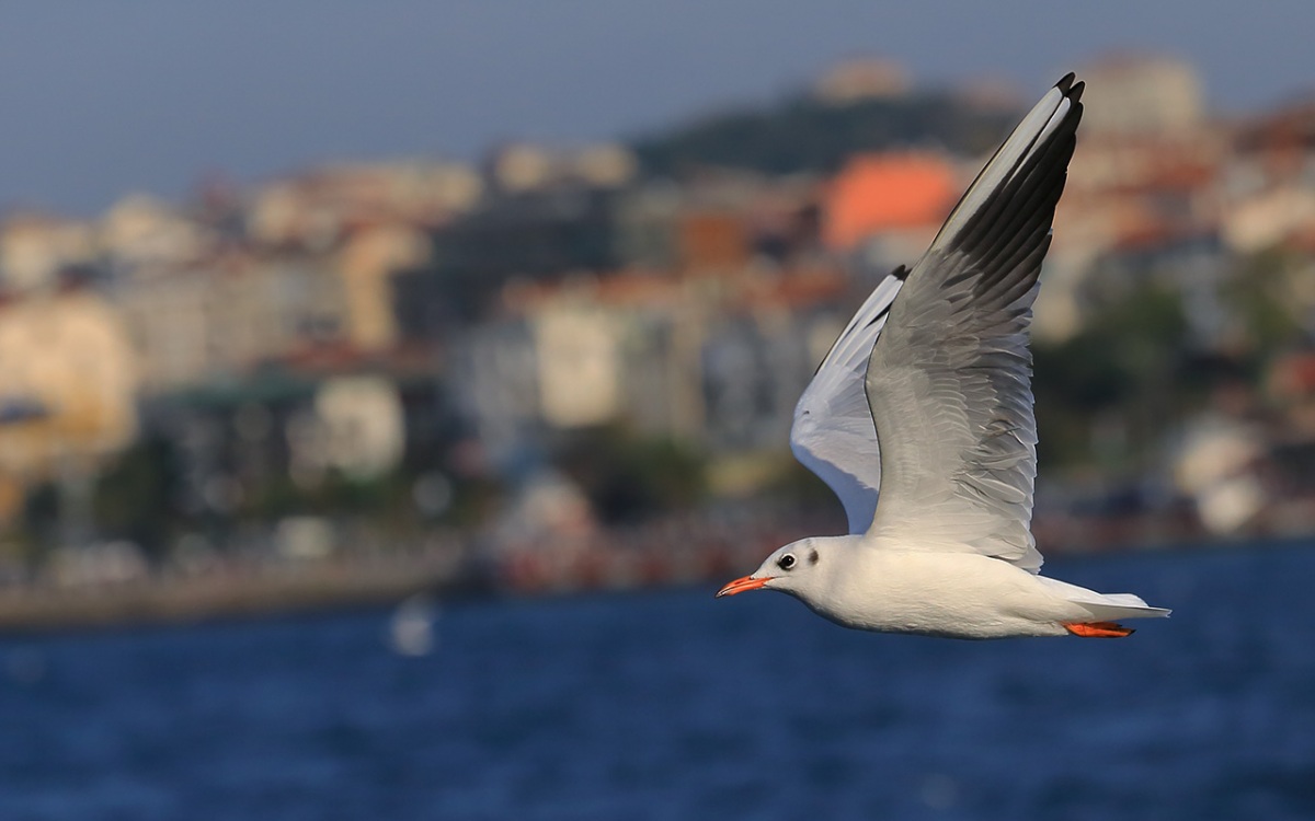 Black-headed Gull