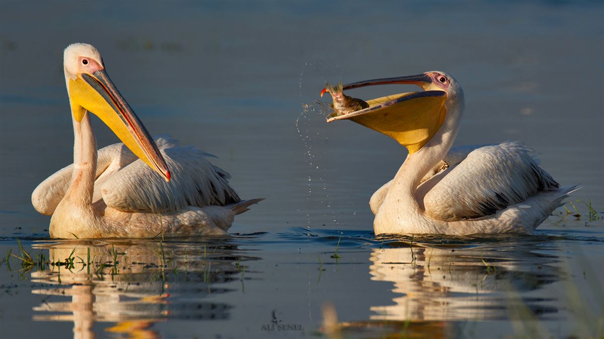 Great White Pelican