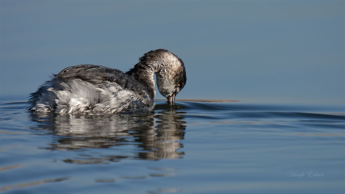 Black-necked Grebe